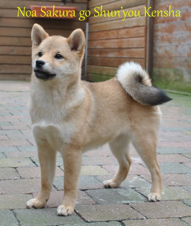 Метис Акита ину