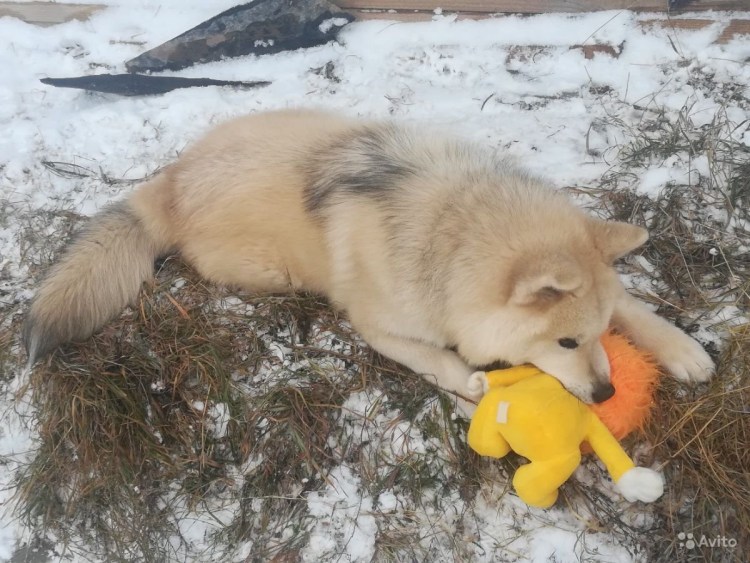 Помесь Акита и маламут
