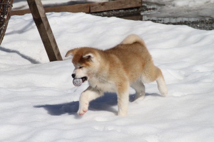 Акита-ину алабай