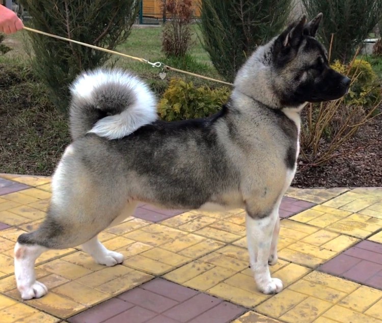 Хаски Акита лайка