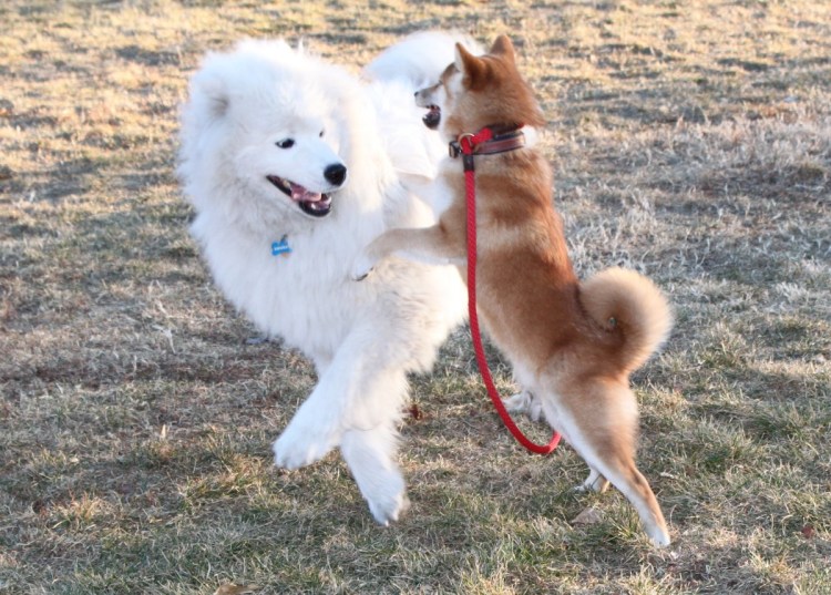 Акита маламут метис