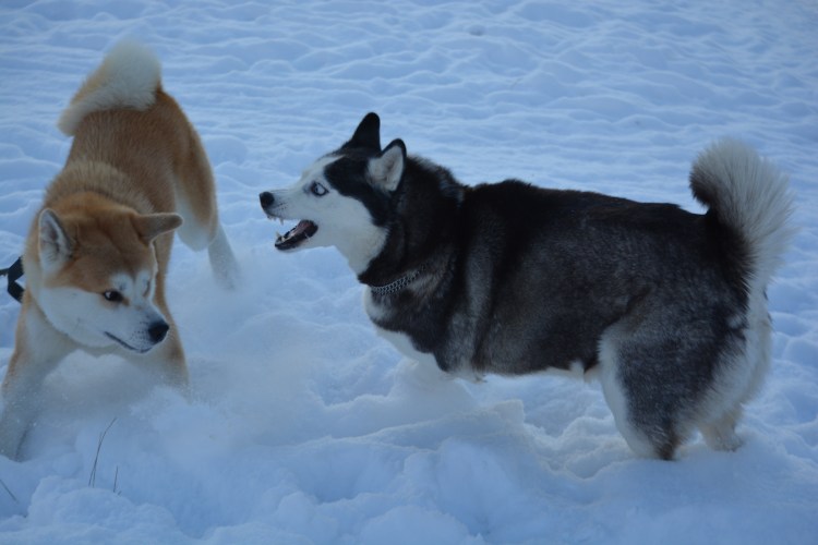 Хаски и Акита ину