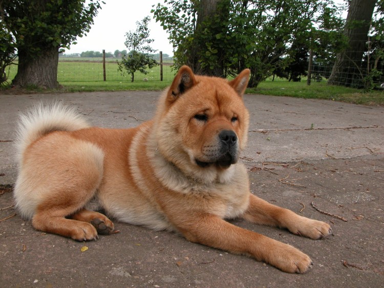 Метис чау-чау