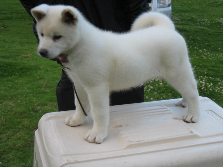 Белая лайка Акита ину