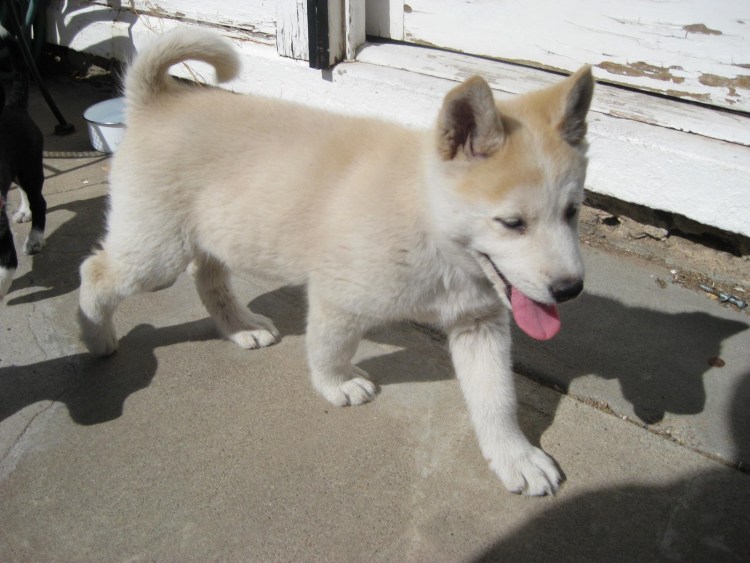 Метис хаски и акиты