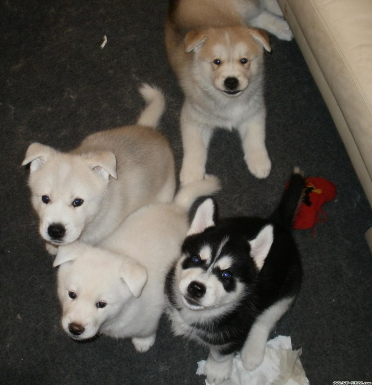 Помесь акиты и хаски