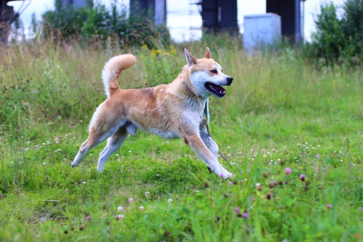 Метис Акита ину