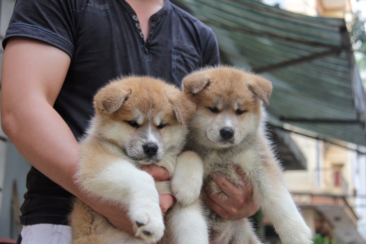Хаски и Акита ину