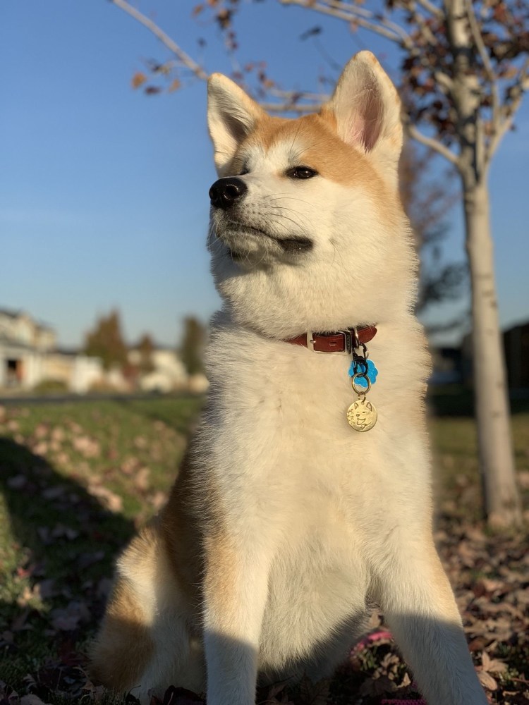 Смесь Акита ину и хаски