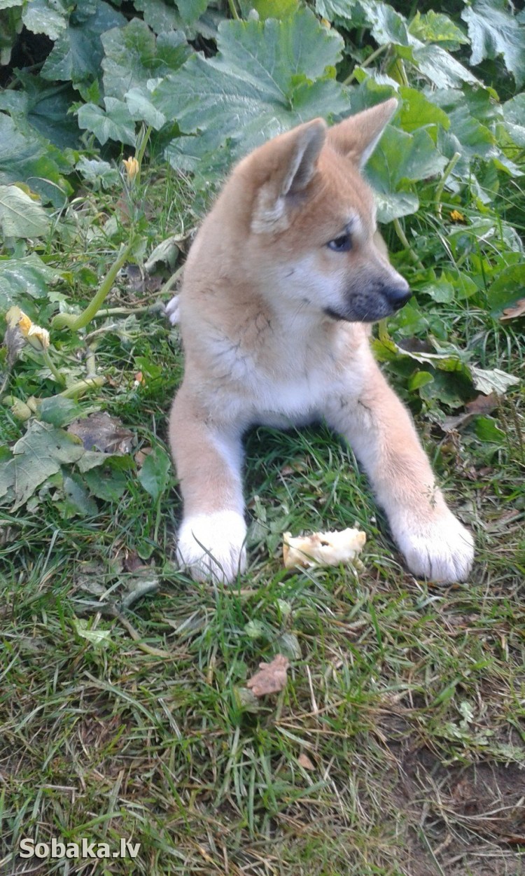 Метис Акита ину и хаски