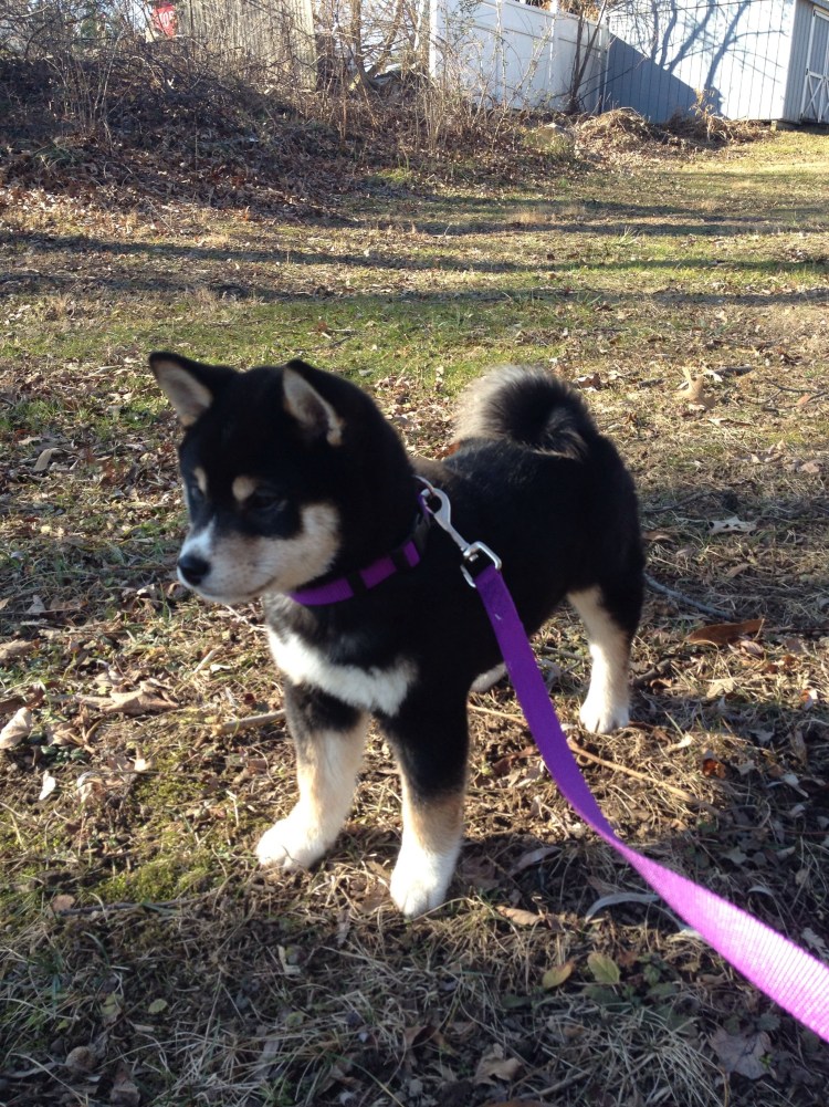 Сиба ину и корги