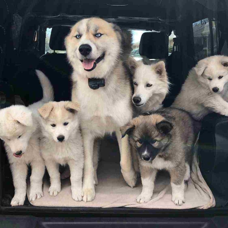 Помесь хаски и сиба ину