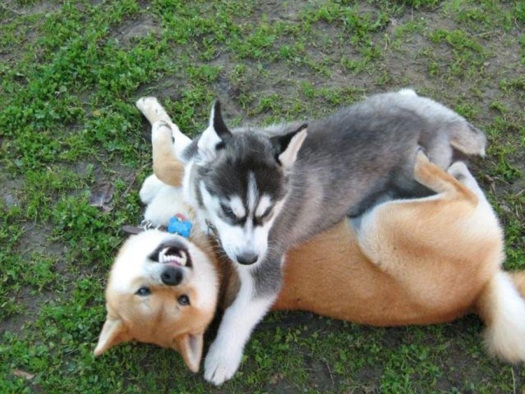 Помесь акиты и хаски