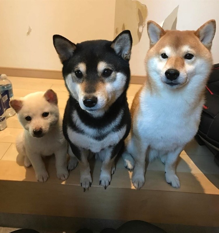 Сиба ину и хаски Акита