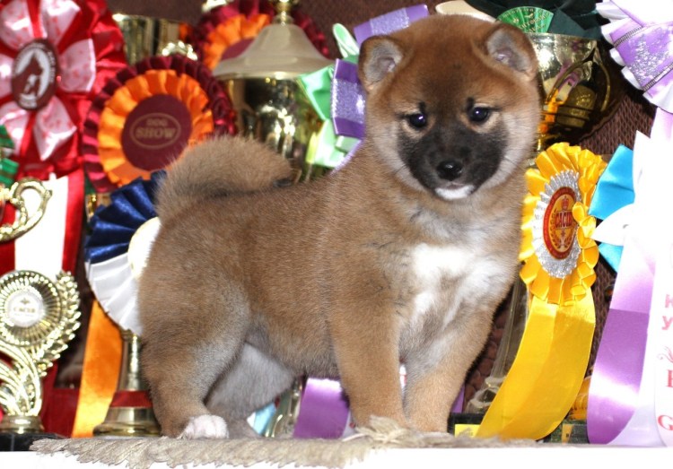 Метис Акита ину и лайки