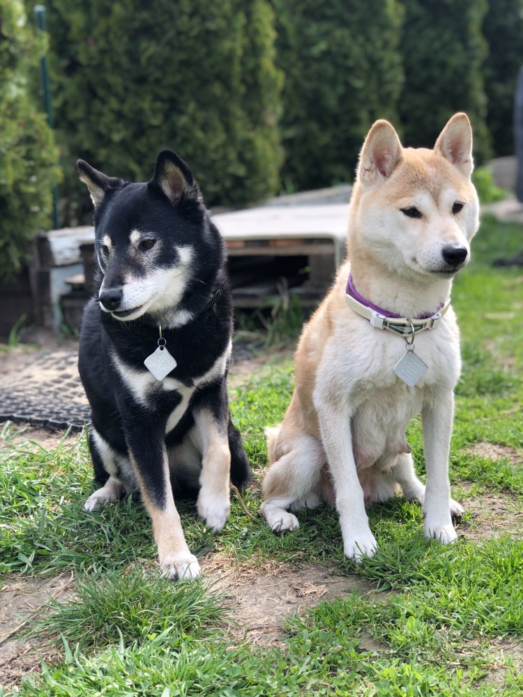 Акита Шиба ину