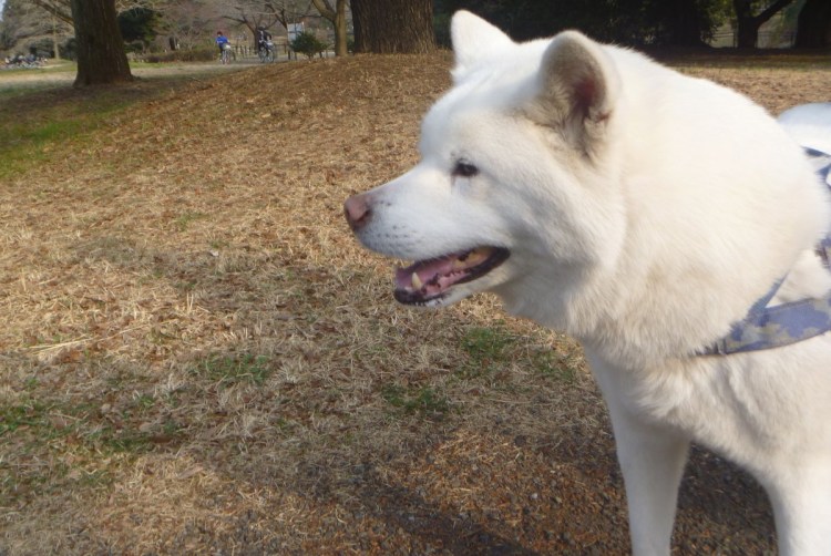 Метис Акита ину