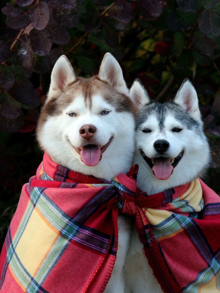 Американская Акита щенки корги