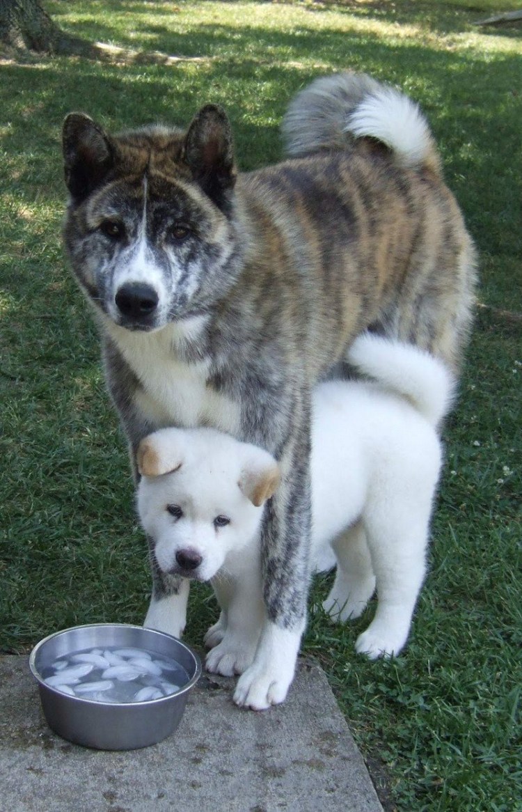 Хаски и Акита ину