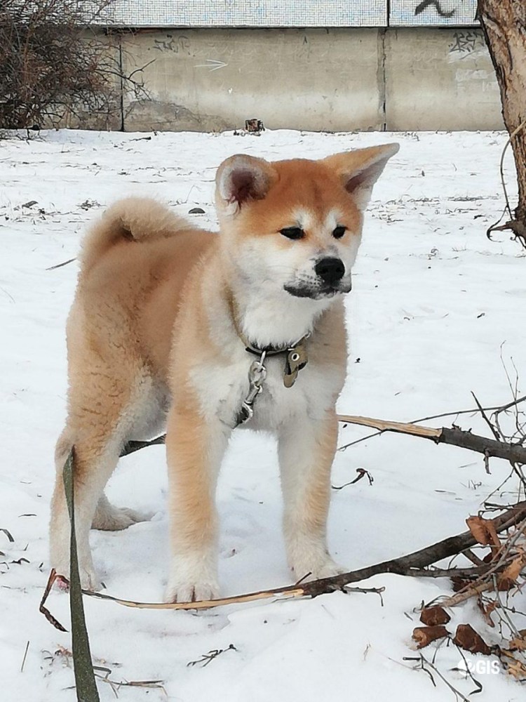 Сиба ину и самоед