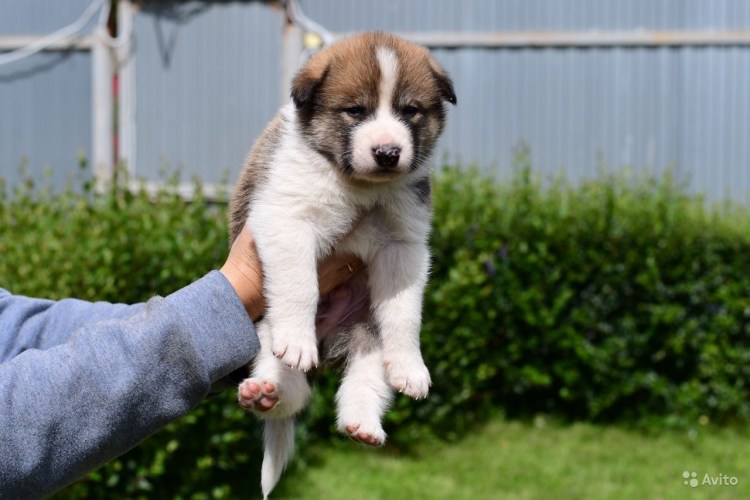 Метис акиты и алабая