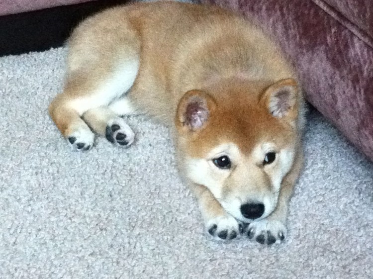 Помесь сиба ину