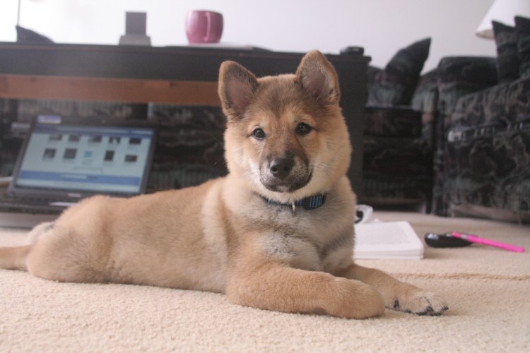 Метис Акита и сиба