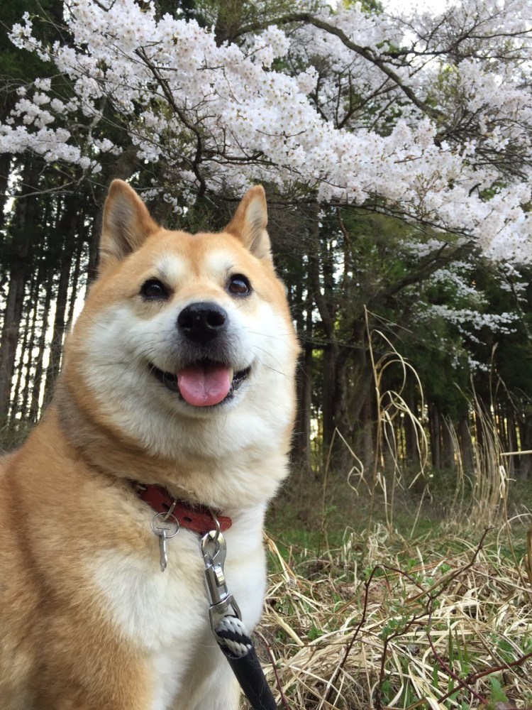 Хаски и Акита ину