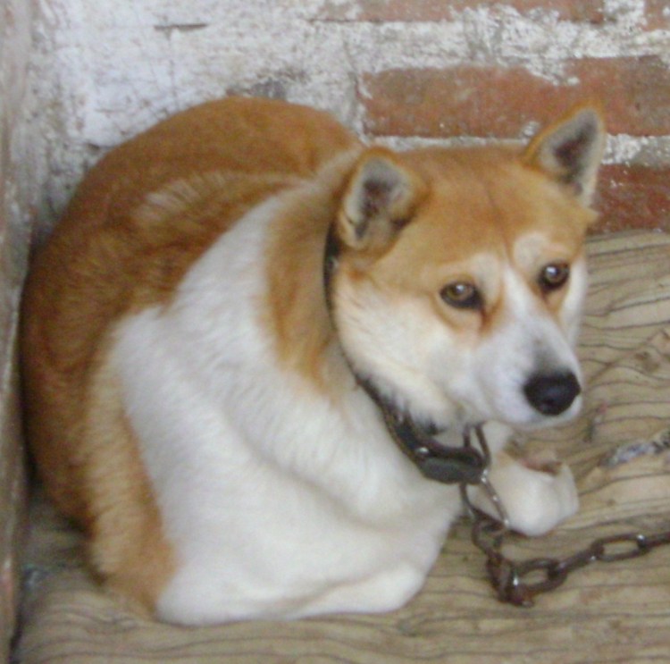 Акита ину помесь