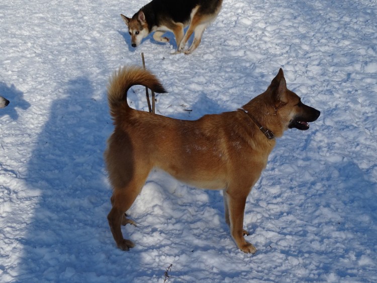 Метис Карело-финской лайки