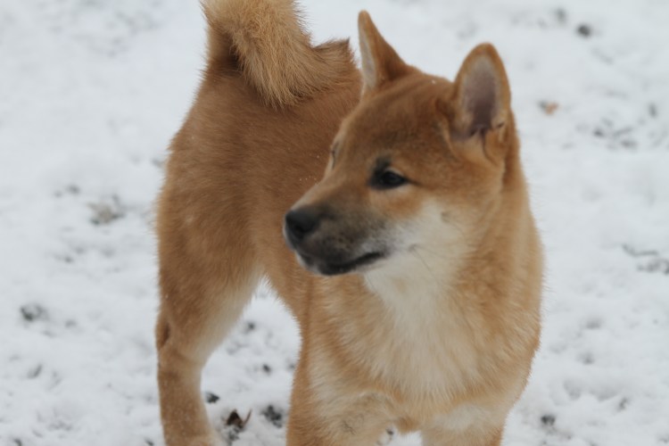 Сиба-ину и Акита