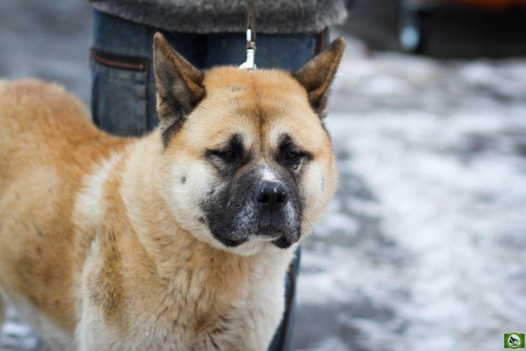 Метис акиты