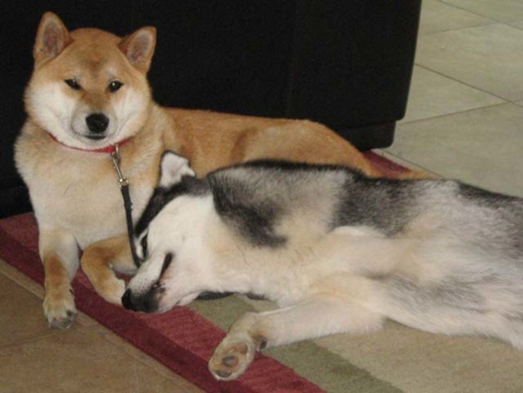 Хаски и Акита ину