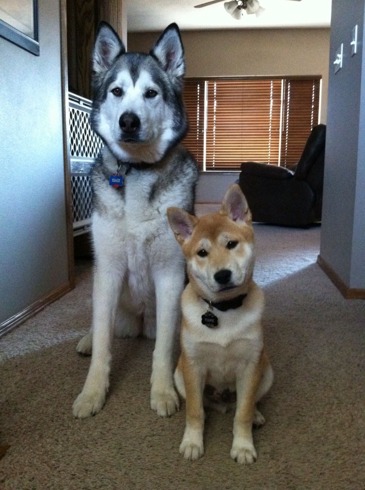 Хаски и Акита ину