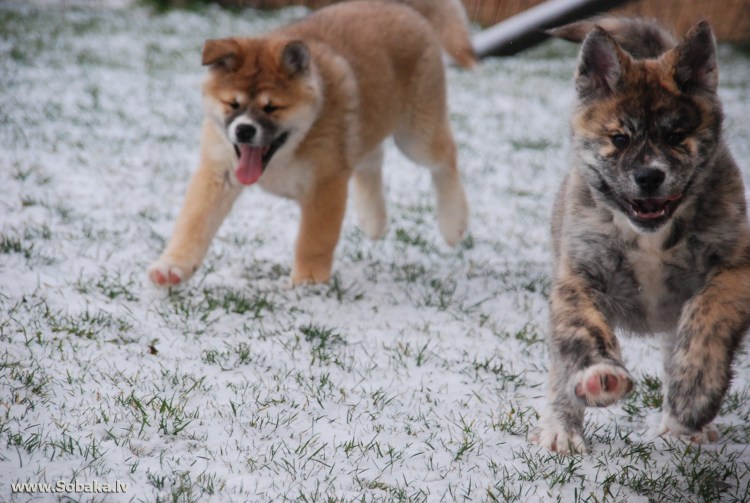 Овчарка и Акита ину