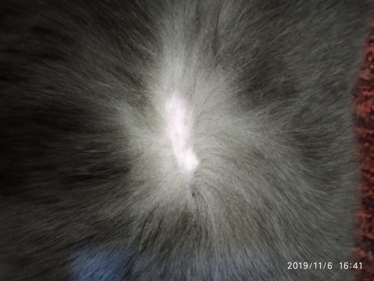 Кошачий стригущий лишай