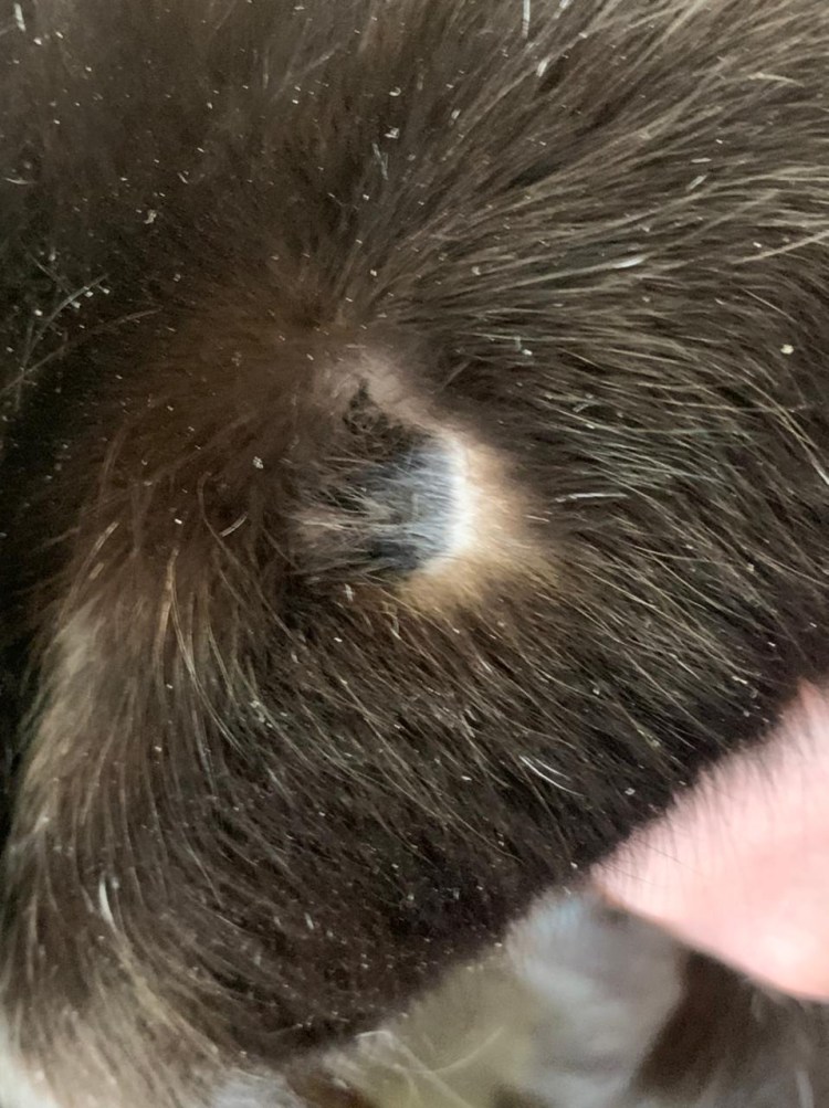 Гнездная алопеция у кошек