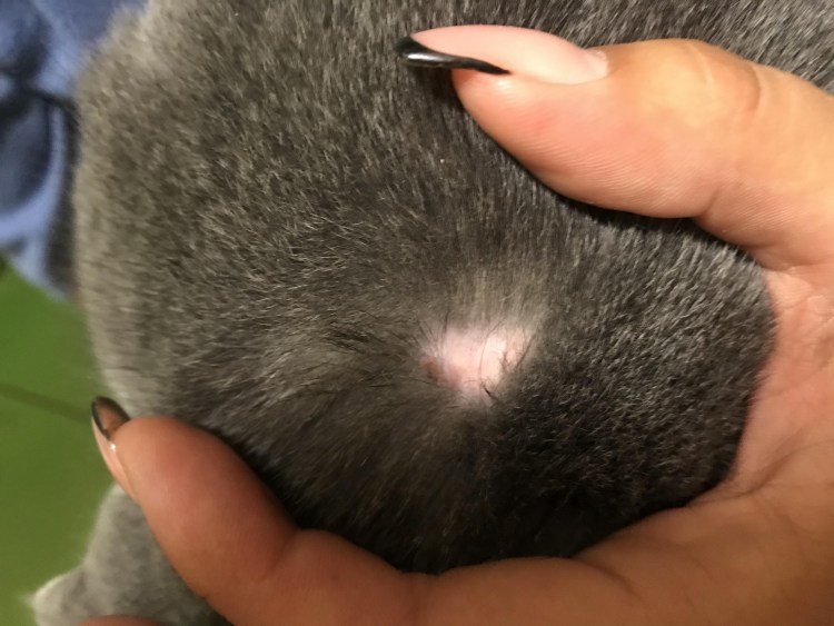 Самоиндуцированная алопеция