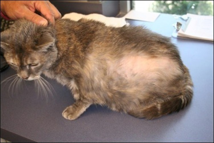 Атопический блошиный дерматит