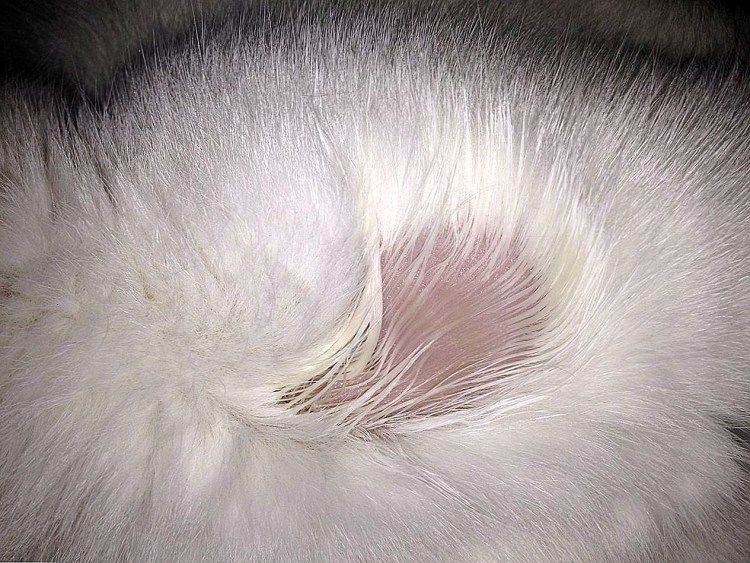 Атопический блошиный дерматит