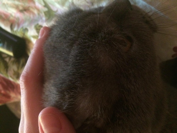 Лысое пятно на ухе у кота