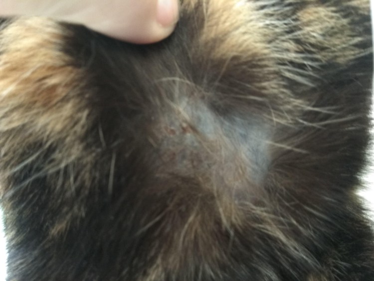 Залысины на голове у кота