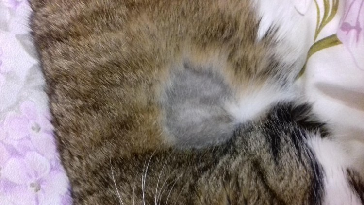 Выпадение шерсти у кошки