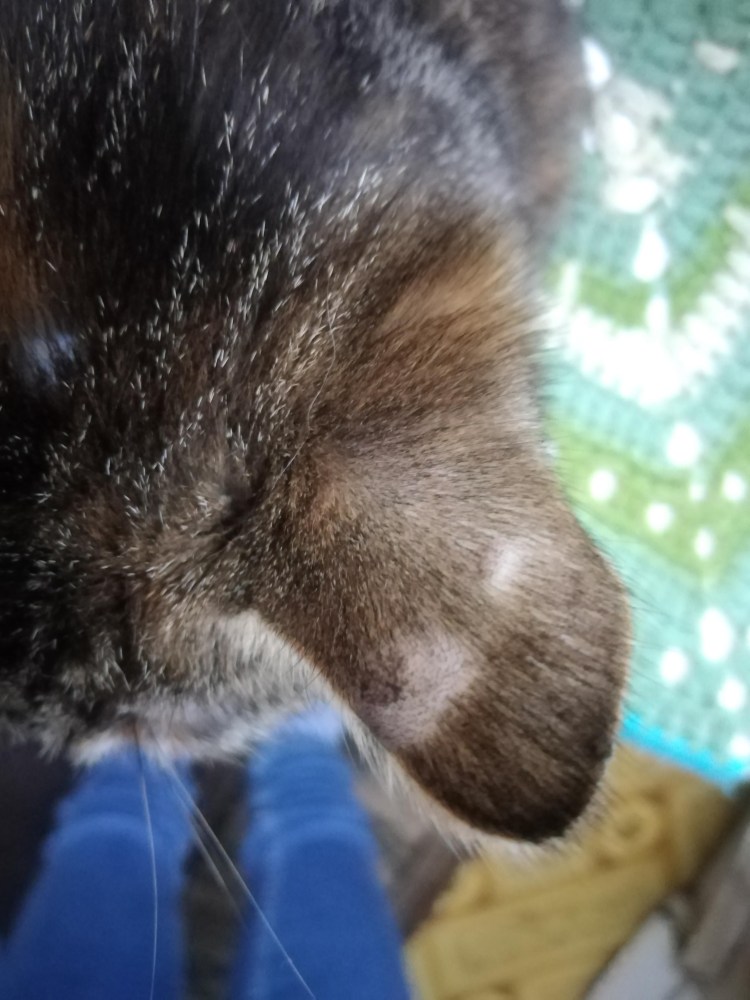 У кота выпадает шерсть клочками