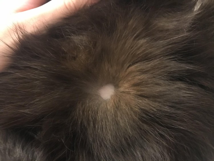 Кошка на окне