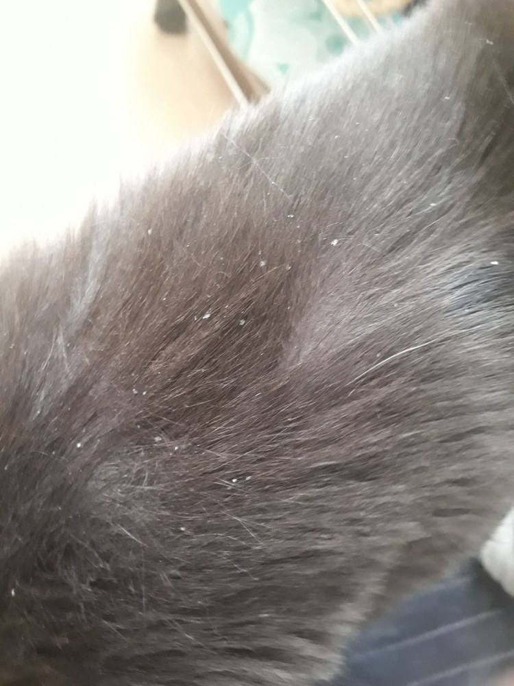 Шерсть и подшерсток кошки