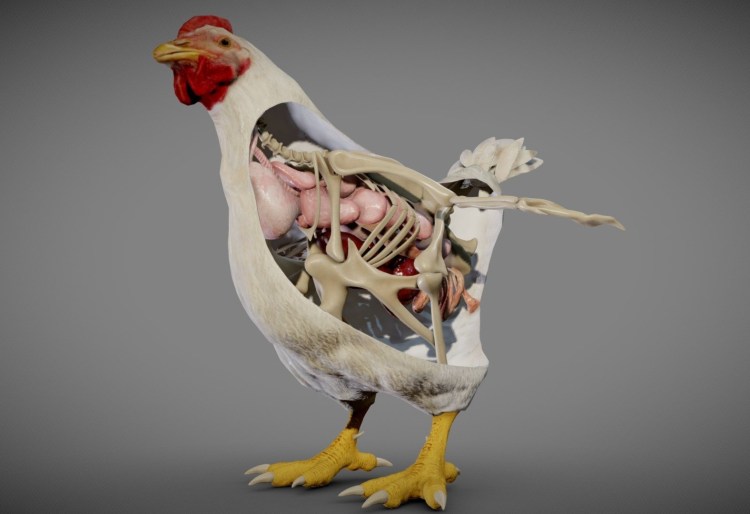 Обглоданная куриная косточка