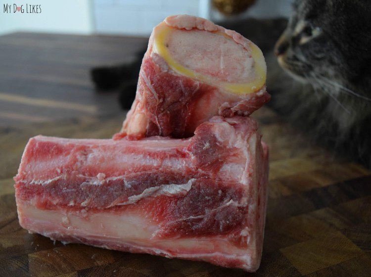 Скелет птицы биология 7 класс