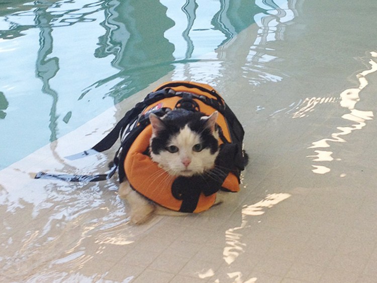 Котик плавает в бассейне