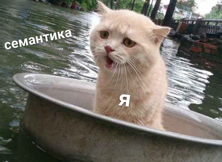 Коты в тазике